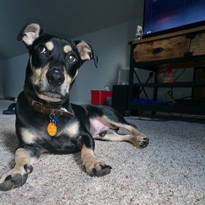 Meet your Posher, Joe